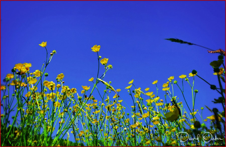 Butter-Cups-are-back