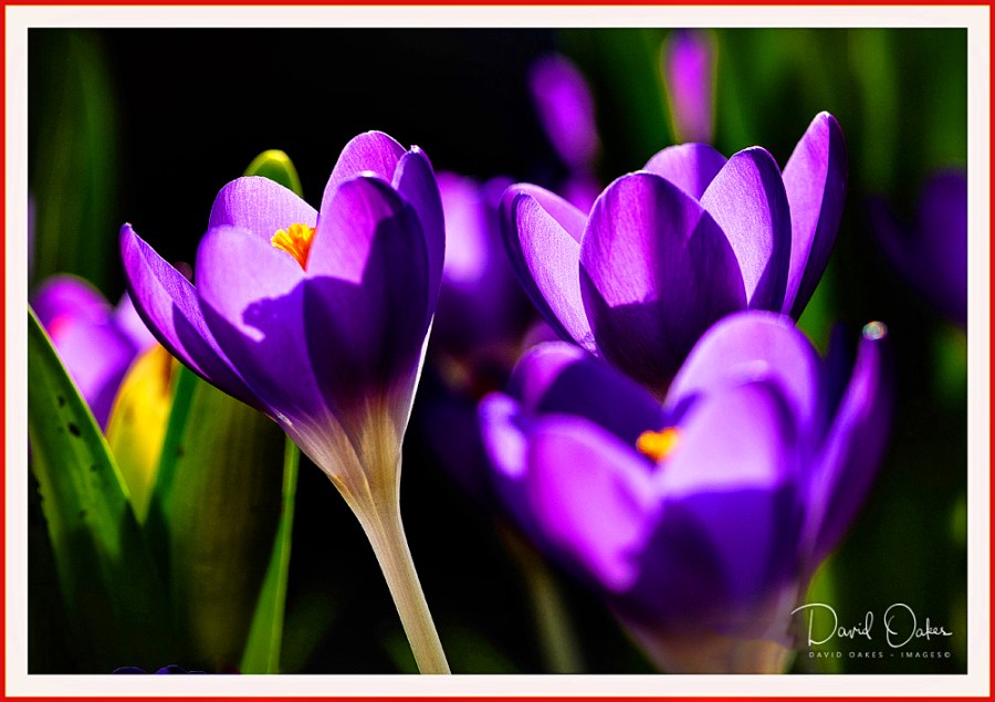 Crocus-aa_0002-bb