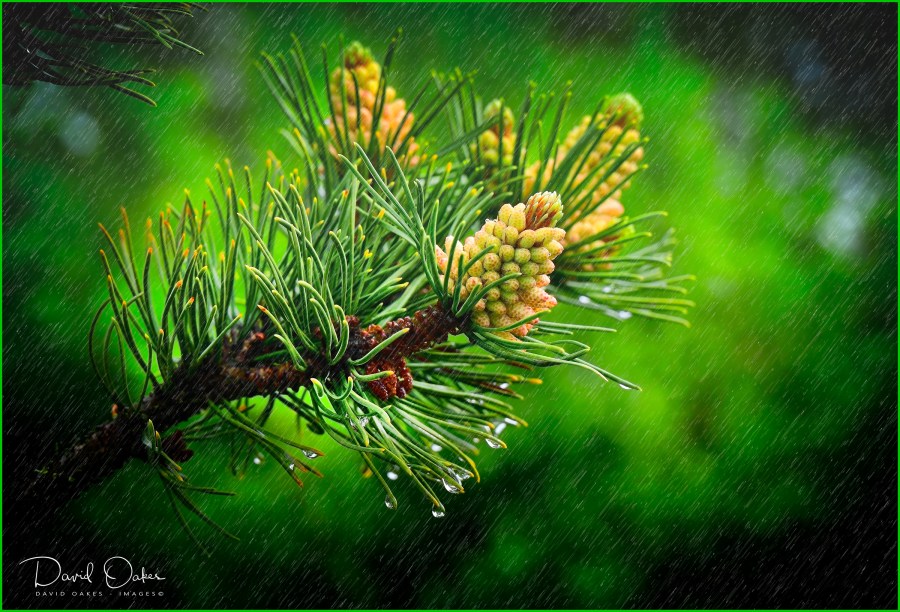 _DOX3217_00003qqq-rr