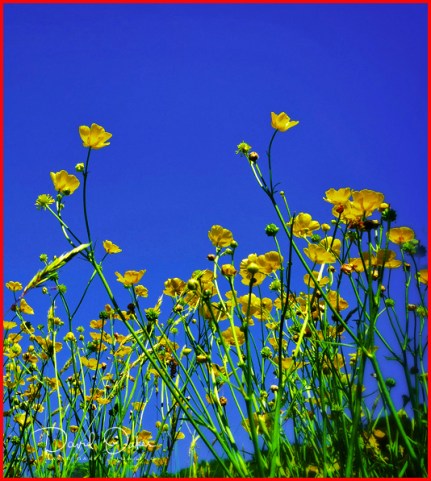 Butter-Cups-are-back r