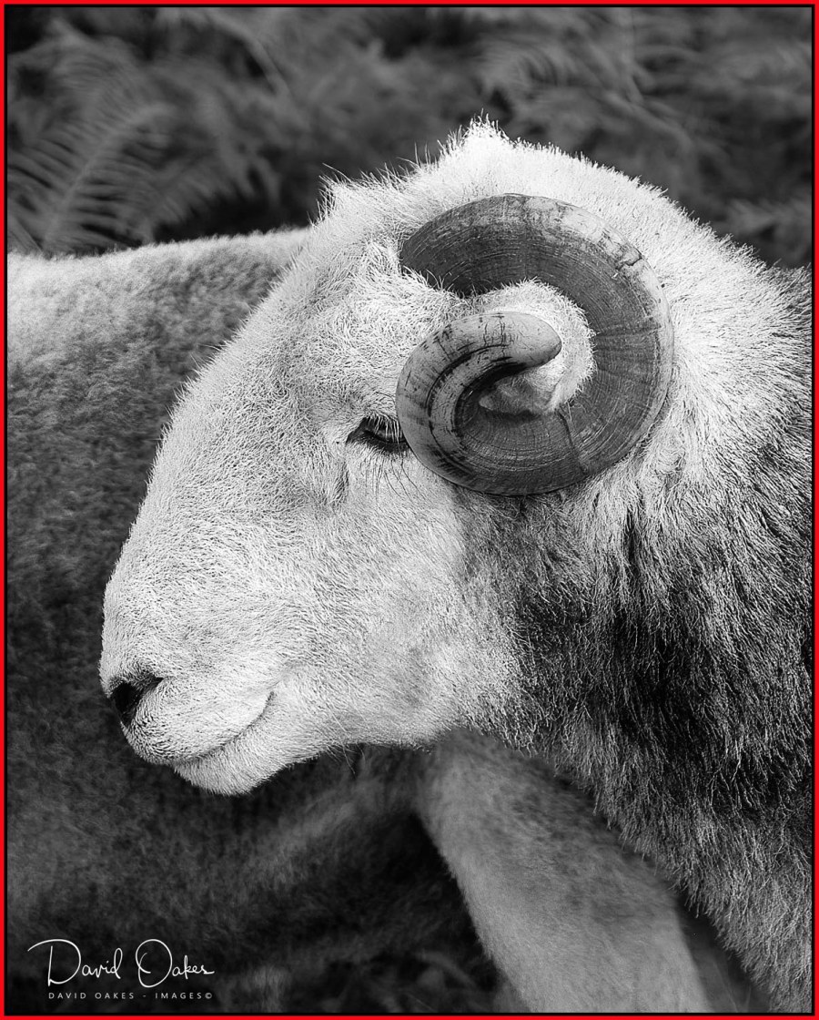 Herdwick-Ram
