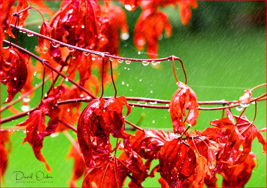 DSC_4857_00009-Rain