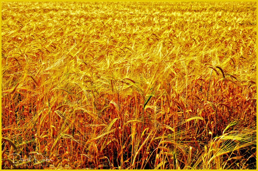 Nearly-Harvest-Time-2