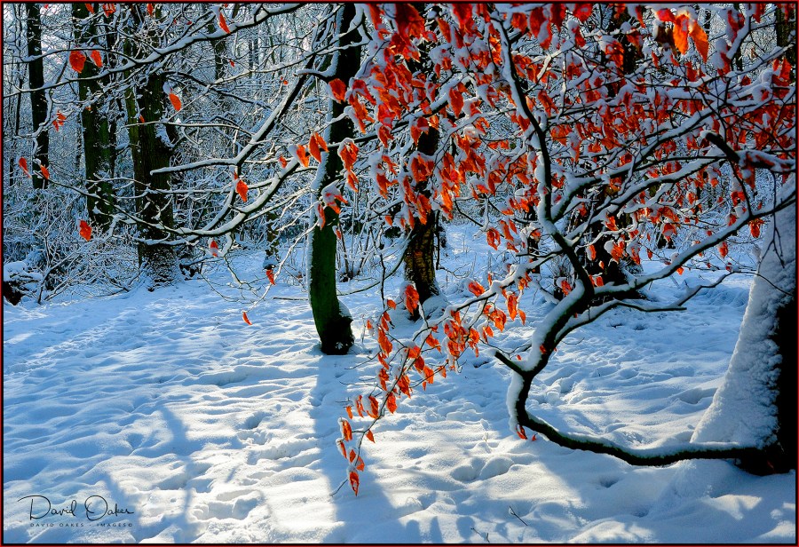 snow-and-Beech - Copy