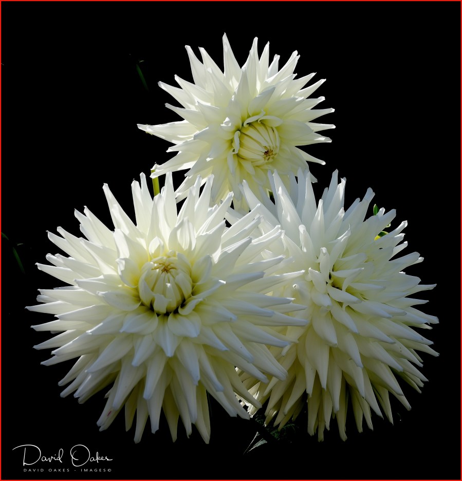 DOI_1895_00012qqq-aa