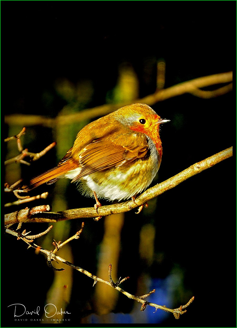 ROBIN-PORT_00044