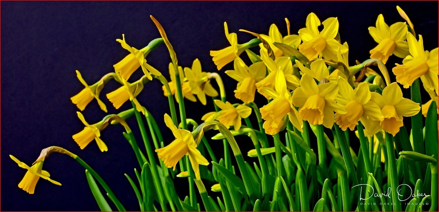 Daffs two