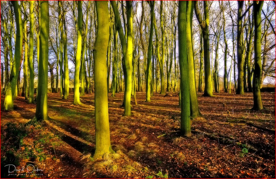 WWoodland-Glow-2012_0034