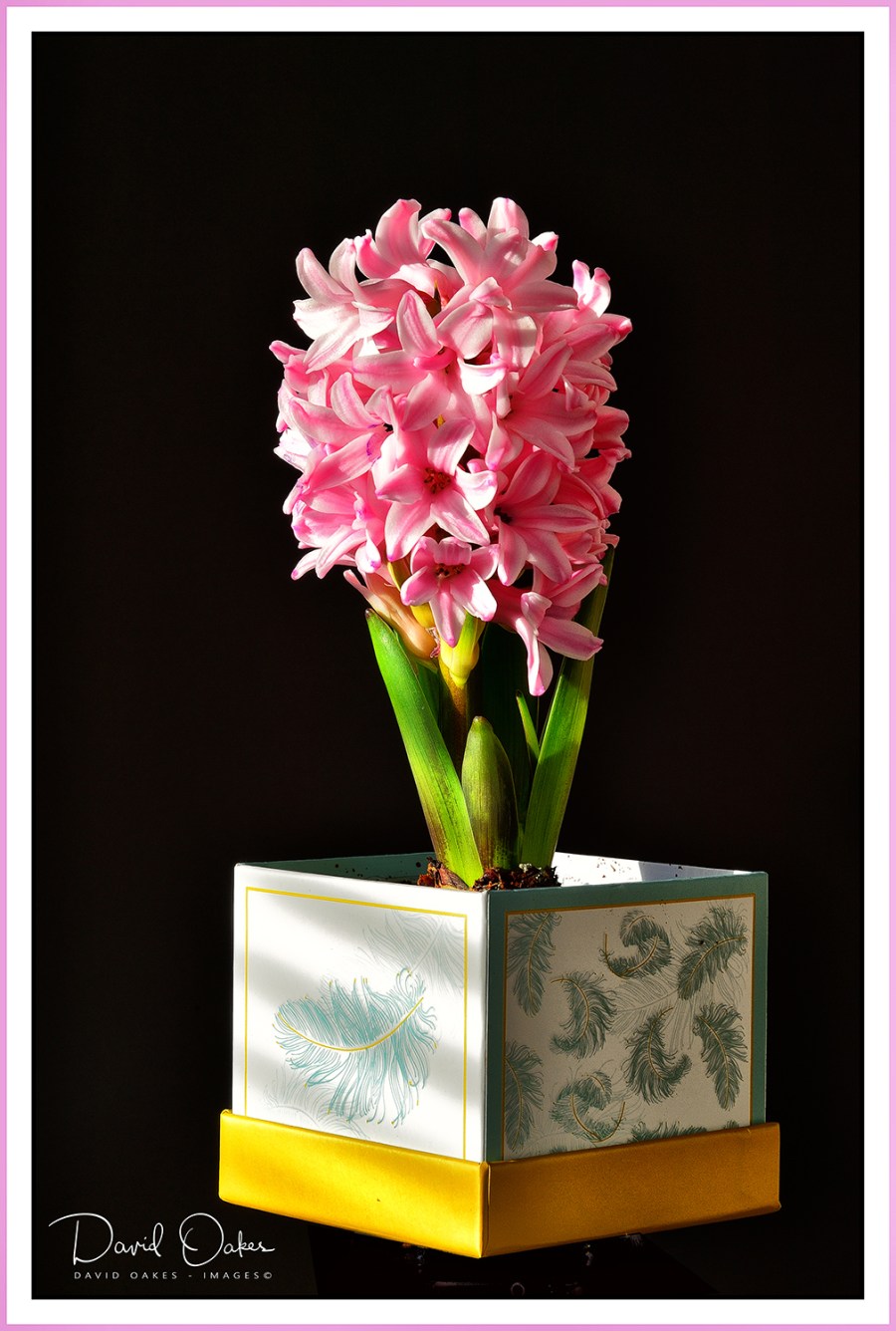 Hyacinth-Time