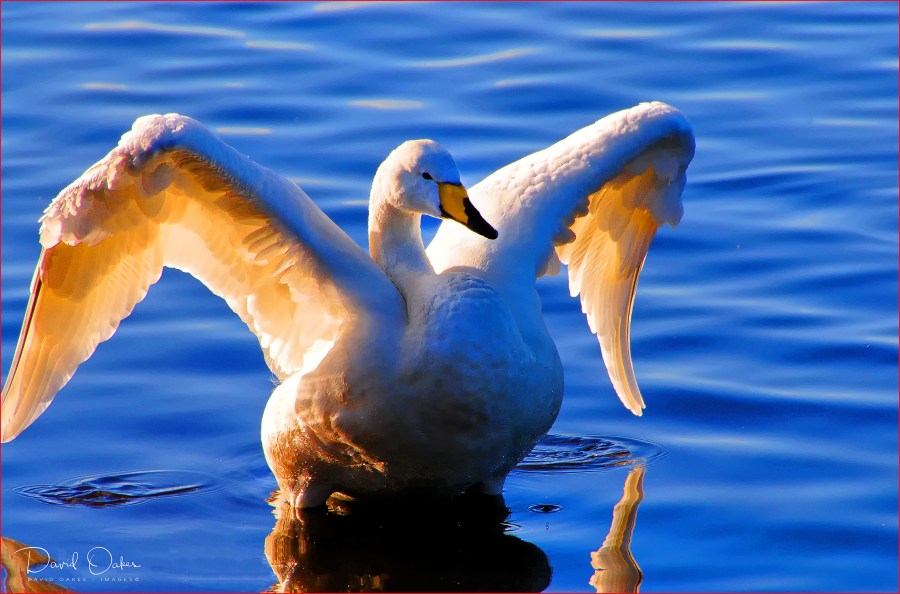 Spread-my-wings-Whooper-Swan