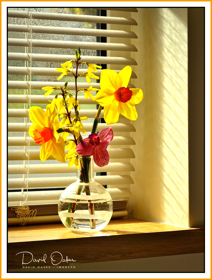 Window-Daffs-1