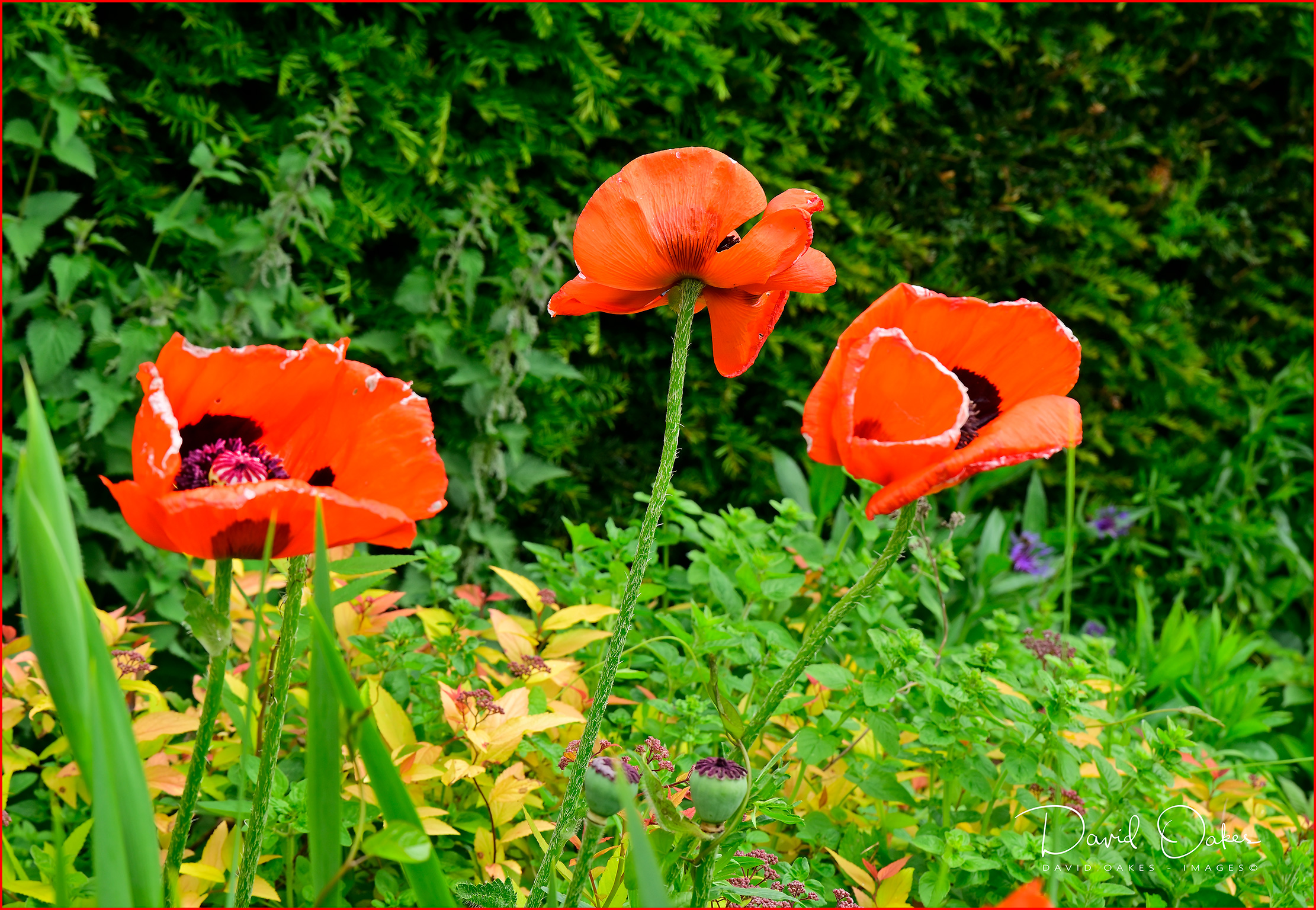 Summer Sun…. then back to Winter – DAVID OAKES – IMAGES.